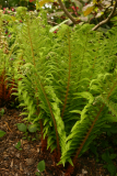 Polystichum setiferum RCP5-2013 159.JPG